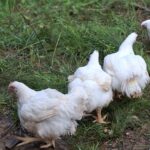 WhatsApp Image 2026-02-03 at 7.43.20 PM